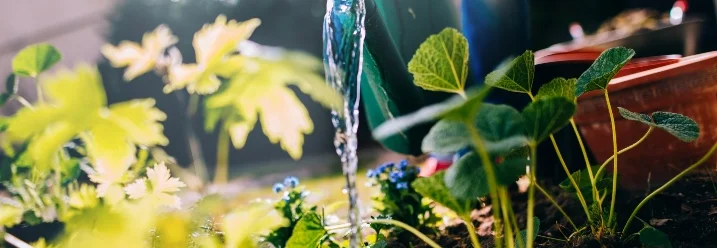 Gießkanne gießt Pflanze